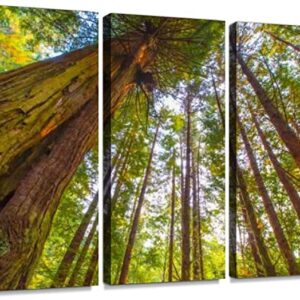 3 Panel Redwood National Park Picture