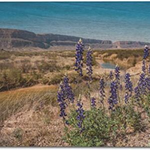Big Bend National Park Blue Bonnet Flower Poster