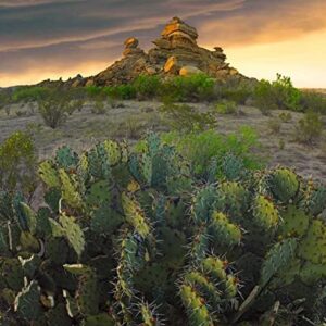 Big Bend National Park Chihuahuan Desert Poster