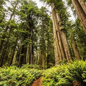 Redwood National And State Park Print