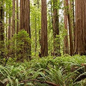 Redwood National Park California Print