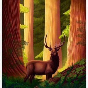 Redwood National Park Deer Poster