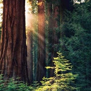 Redwood National Park Sunrise Print