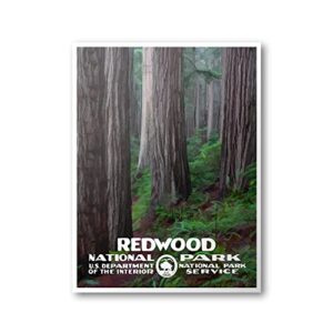 Redwood National Park Trees Print