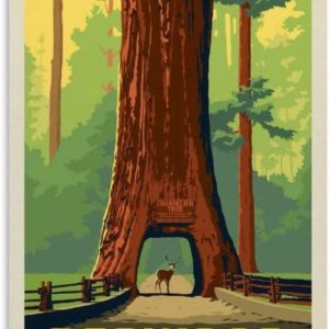 Redwood National Park Wall Decor Poster