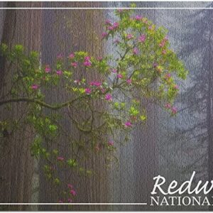 Redwood National Park Forest Puzzle