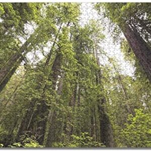 Redwood National Park Jigsaw Puzzle