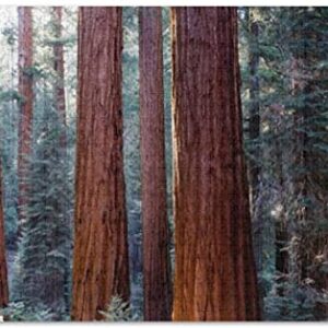 Redwood National Park Puzzle