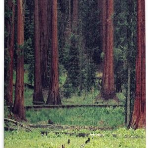 Sequoia National Park Bear Puzzle