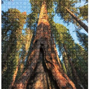 Sequoia National Park California Redwood Tree Jigsaw Puzzle