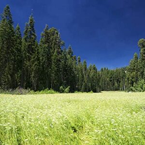 Sequoia National Park Field Puzzle