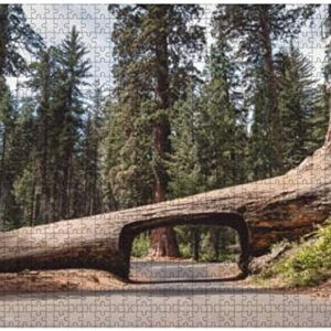 Sequoia National Park Tree Tunnel Puzzle