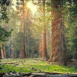 Wooden Sequoia National Park Puzzle