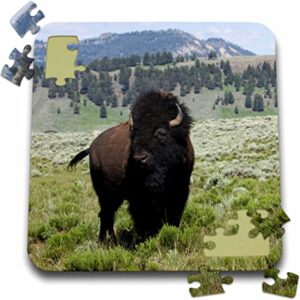 Yellowstone National Park Bison Puzzle